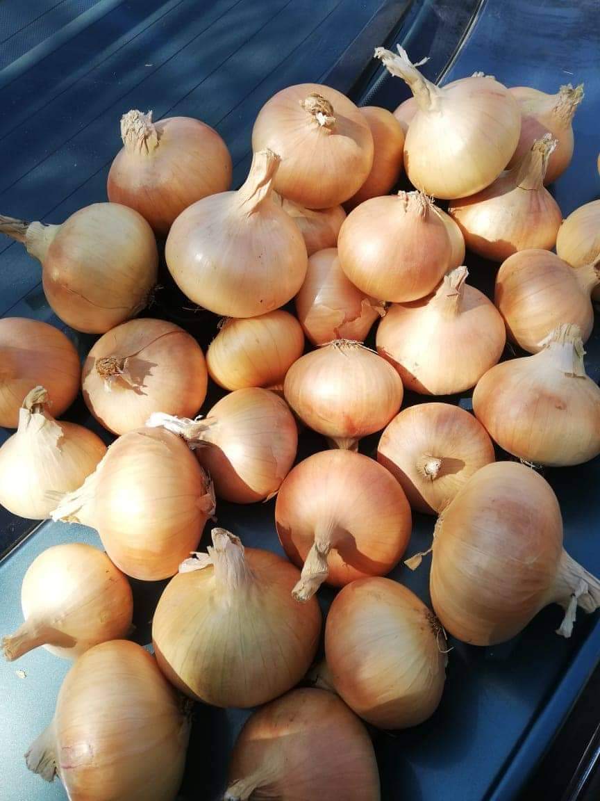 Red Onions